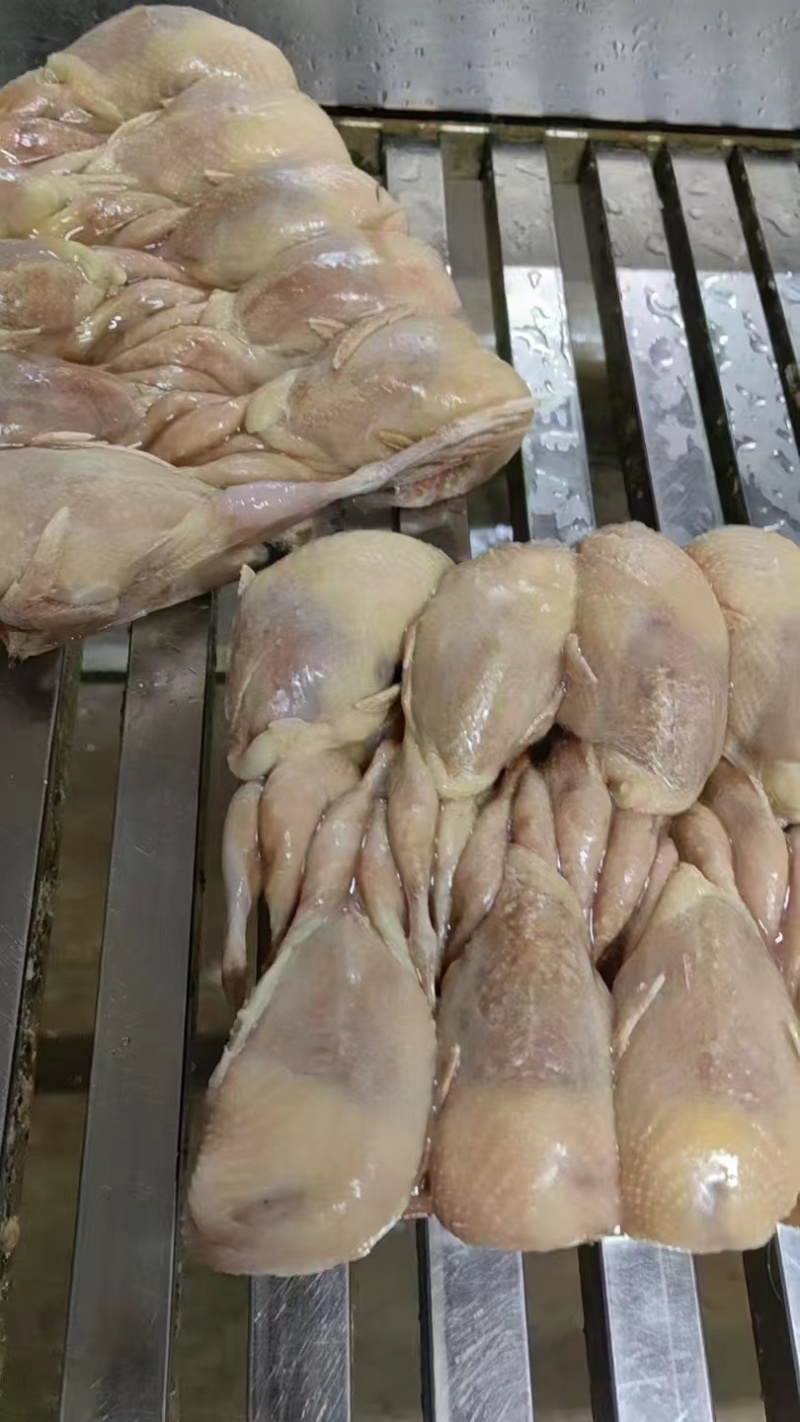 特大鹌鹑货源充足品质保证欢迎老板前来实地考察