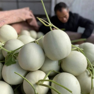 玉菇甜瓜大量上市，货源充足，发往全国各地，可视频看货