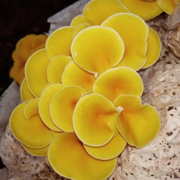 大量供应新鲜鸡油菌