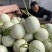 玉菇甜瓜大量上市，货源充足，发往全国各地，可视频看货