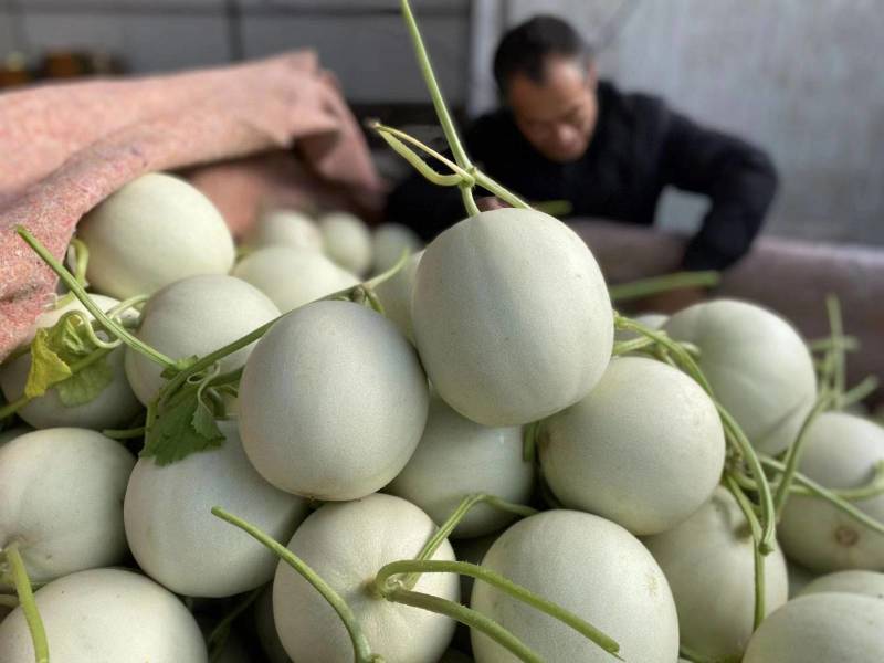 玉菇甜瓜大量上市，货源充足，发往全国各地，可视频看货