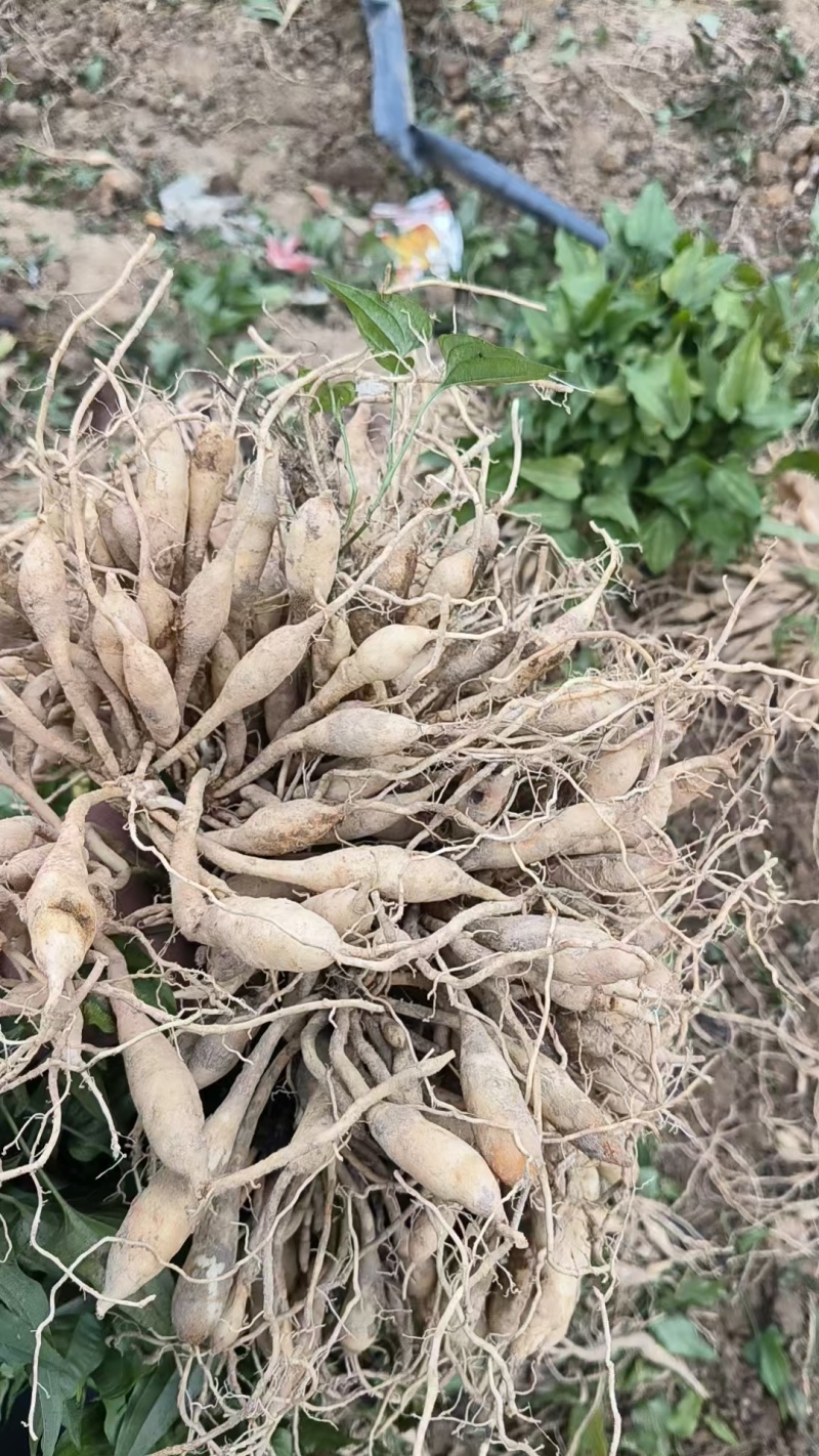 红花百部苗/高产红花百苗大量供应可批发零售。基地直发。