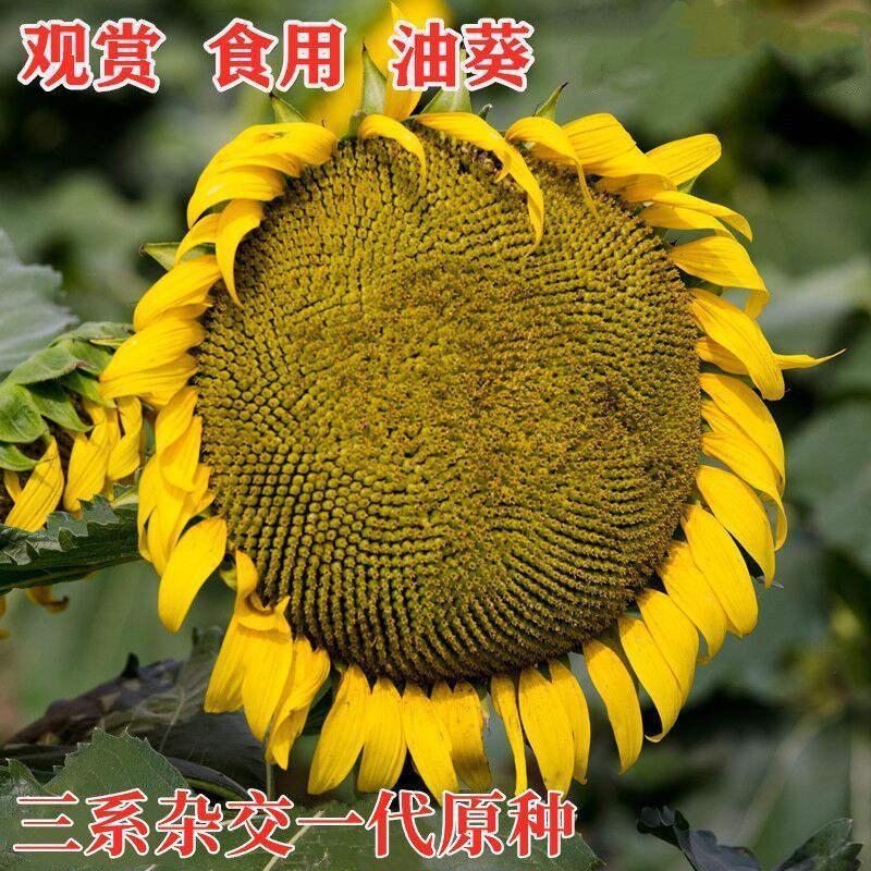 S609中熟油葵种子一代杂向日葵种籽交高产高油抗旱抗倒伏