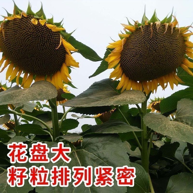 S609中熟油葵种子一代杂向日葵种籽交高产高油抗旱抗倒伏
