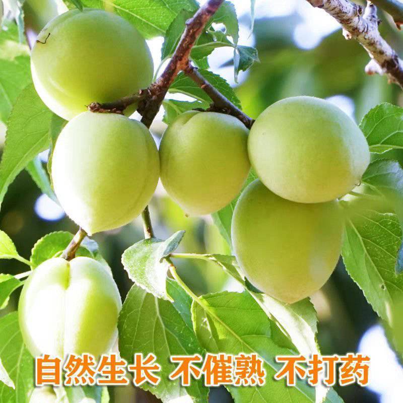 新鲜青梅子肉厚核小