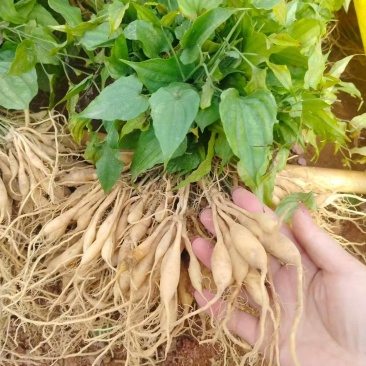 红花百部/大量供应各规格/可来电咨询广西基地直发。