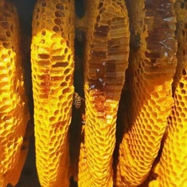 茶山野生蜂蜜，质量保证