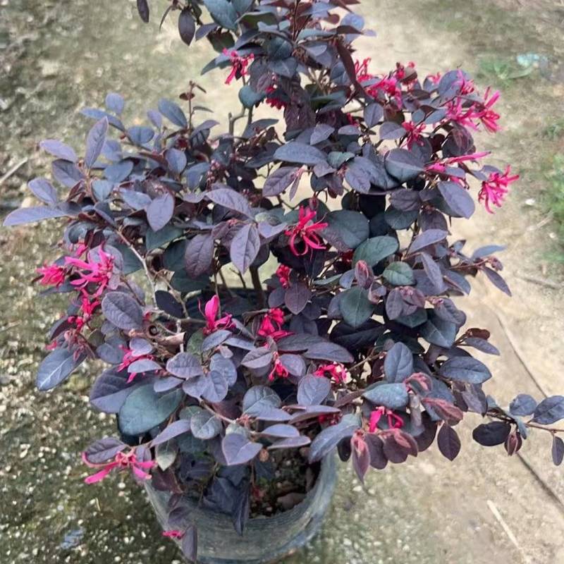 红继木