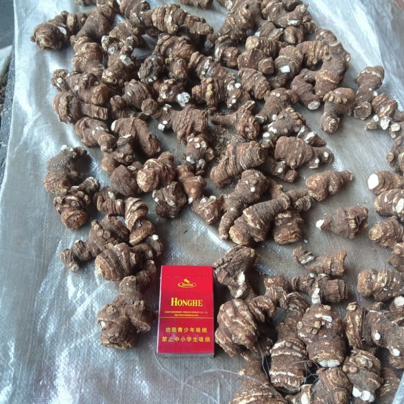 精品滇重楼干货