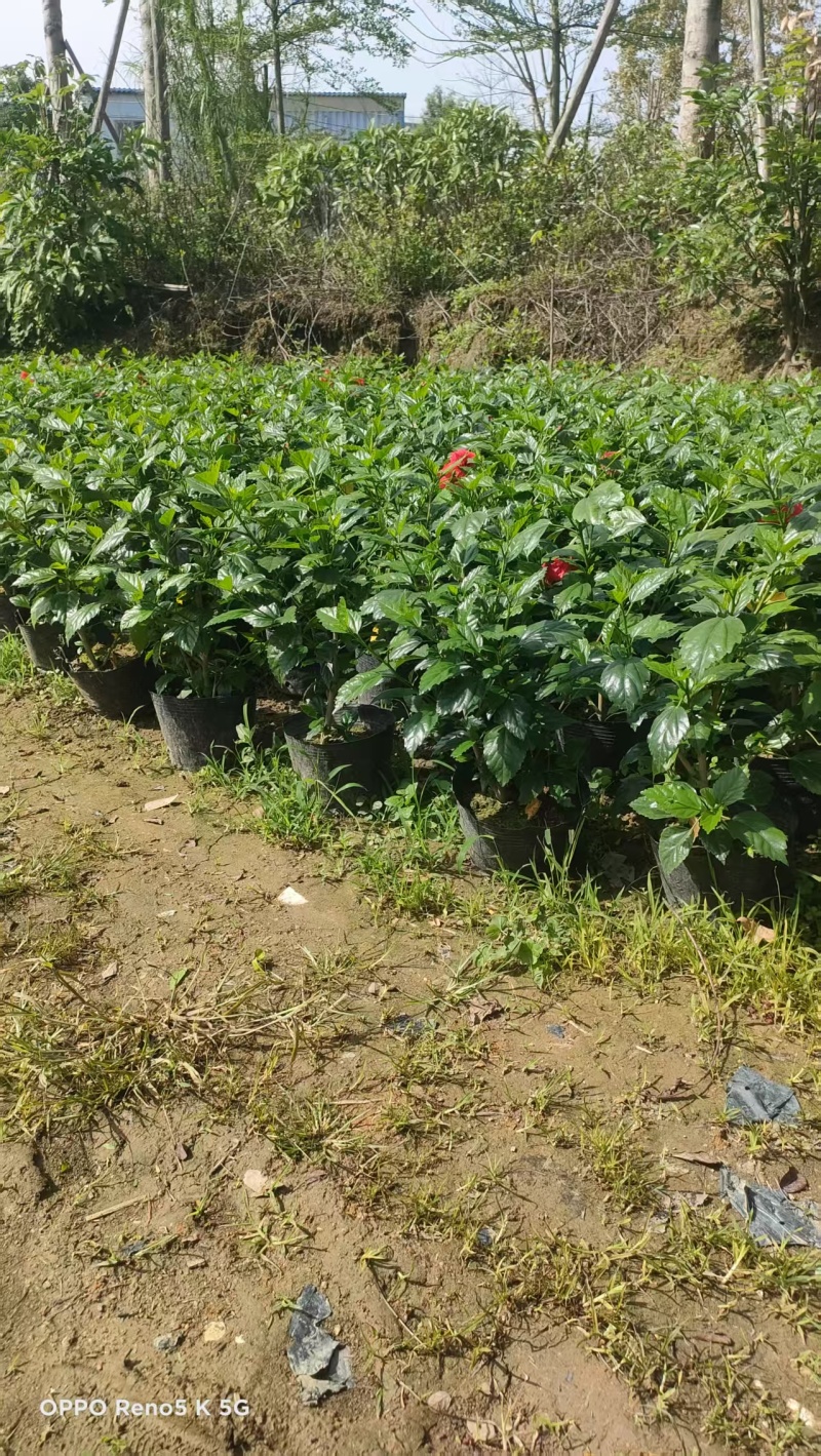 朱蕉3-10斤袋低价清场