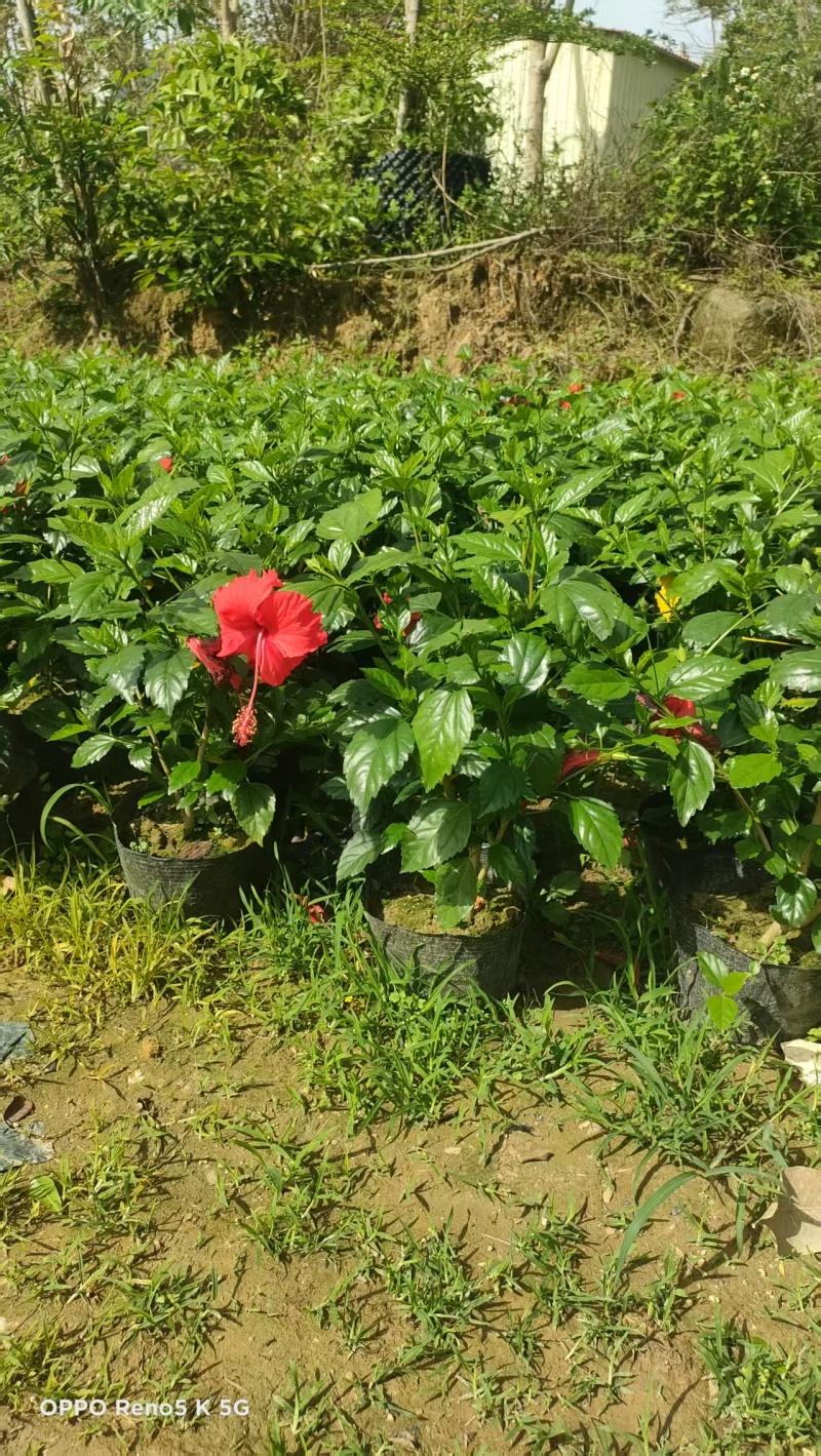 朱蕉3-10斤袋低价清场