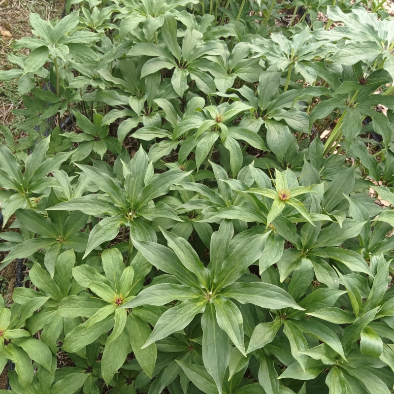 精品滇重楼干货