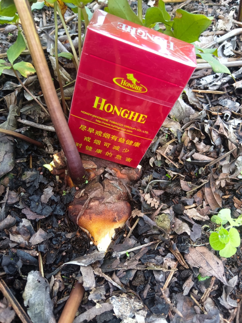 精品滇重楼干货