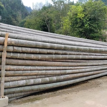大毛竹开始出货啦，2025新货上市，欢迎大家订购