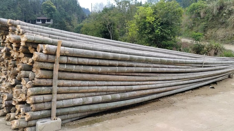 大毛竹开始出货啦，2025新货上市，欢迎大家订购
