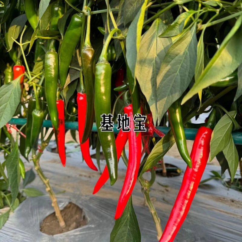 基地宝大果美人椒种子中早熟辣度适中亮度好产量高耐裂果