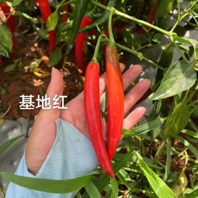 基地宝大果美人椒种子中早熟辣度适中亮度好产量高耐裂果