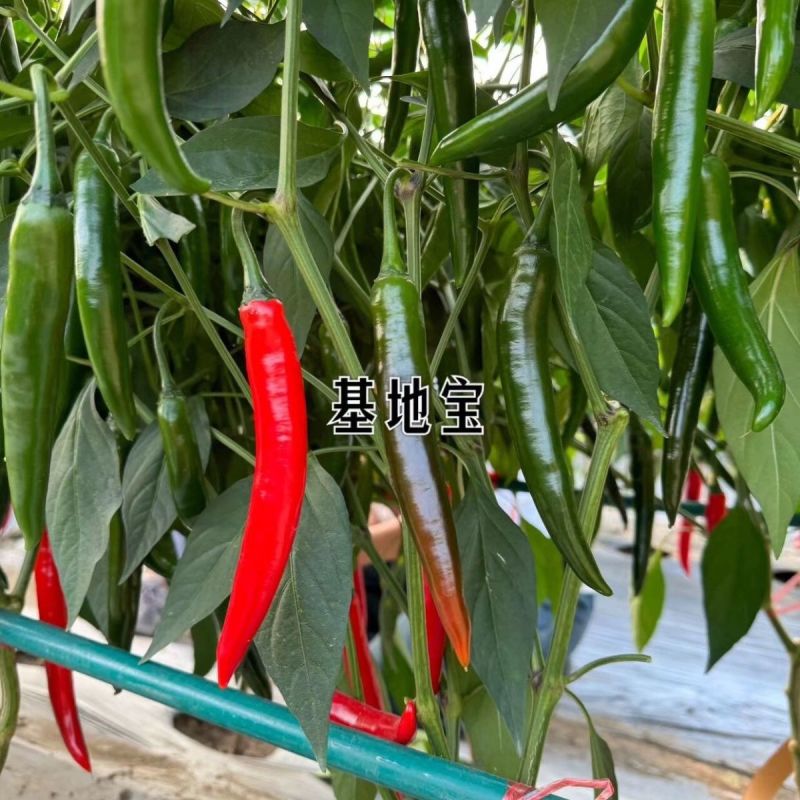 基地宝大果美人椒种子中早熟辣度适中亮度好产量高耐裂果