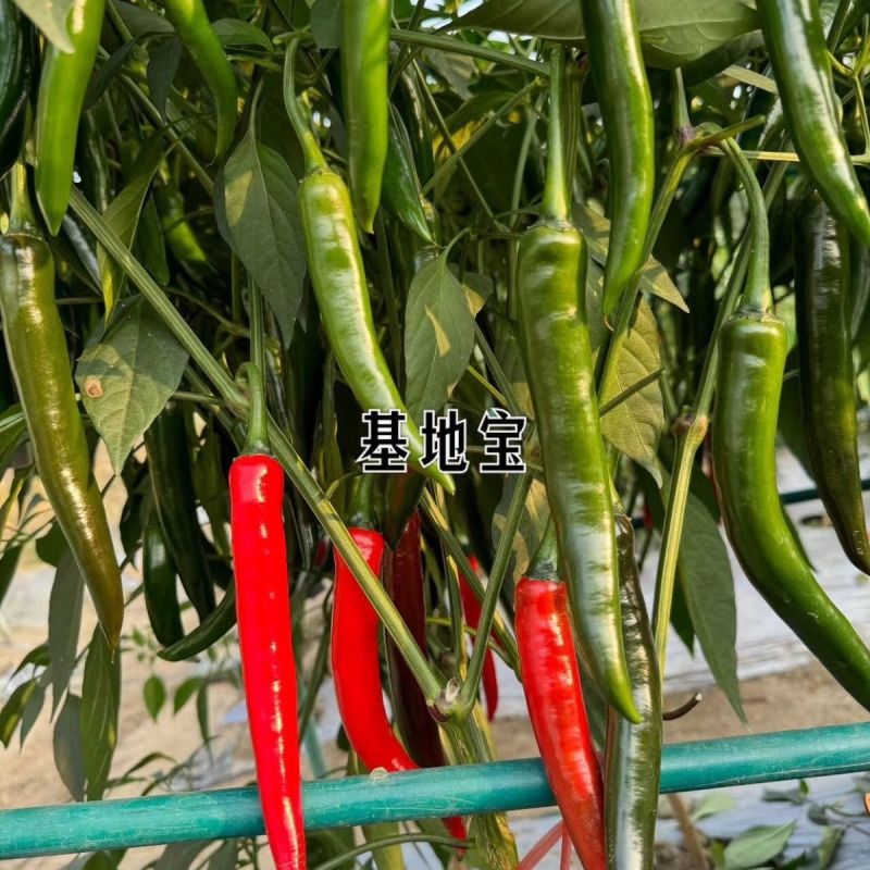 基地宝大果美人椒种子中早熟辣度适中亮度好产量高耐裂果