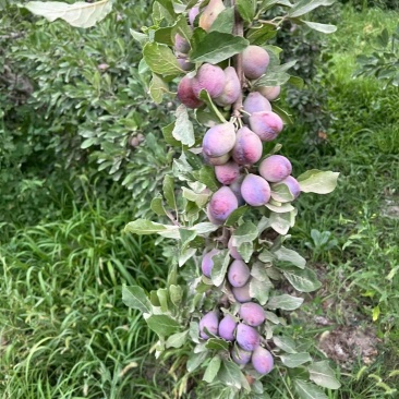 伽师县西梅