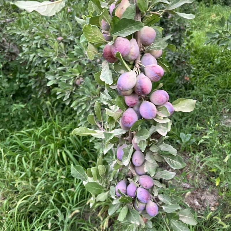 伽师县西梅