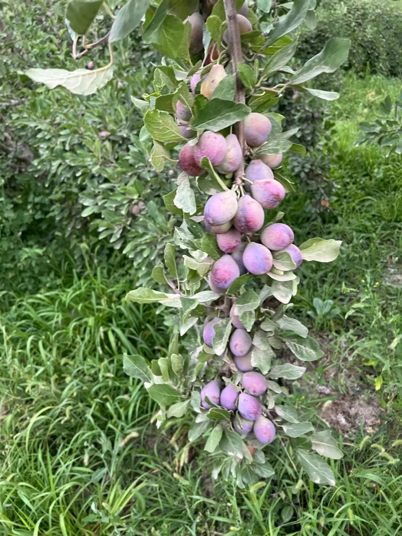 伽师县西梅