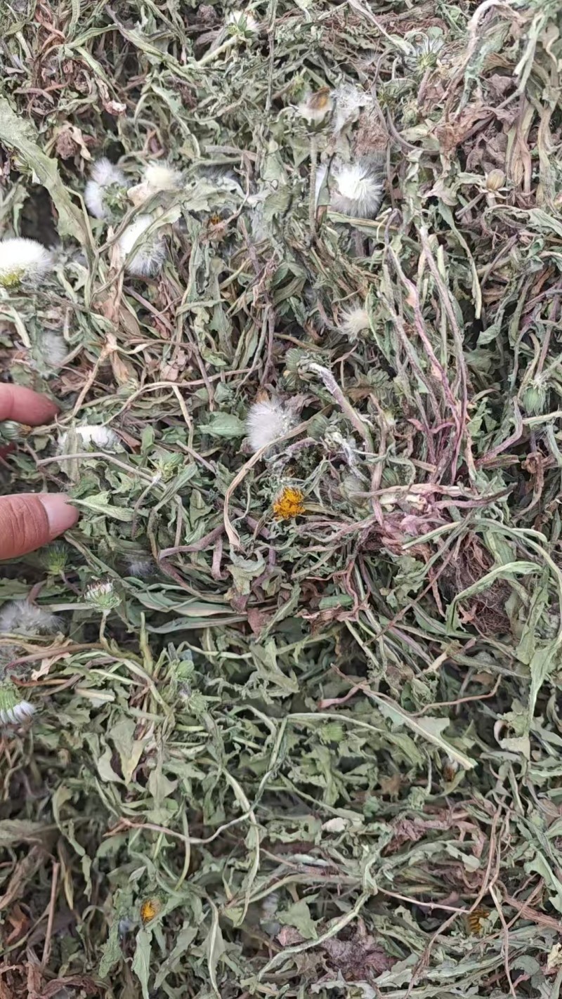 蒲公英水洗带根全干货非人工种植色青无霉变