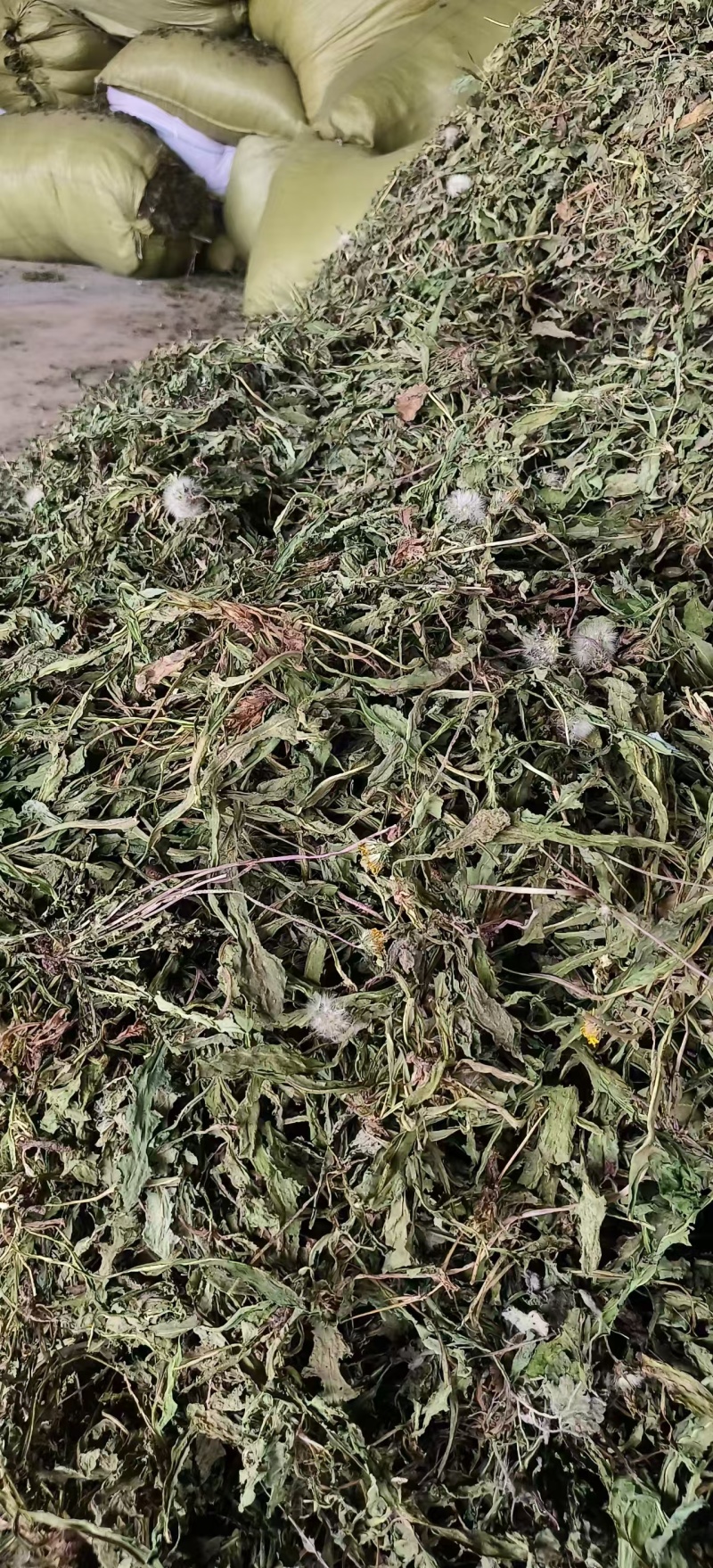 蒲公英水洗带根全干货非人工种植色青无霉变