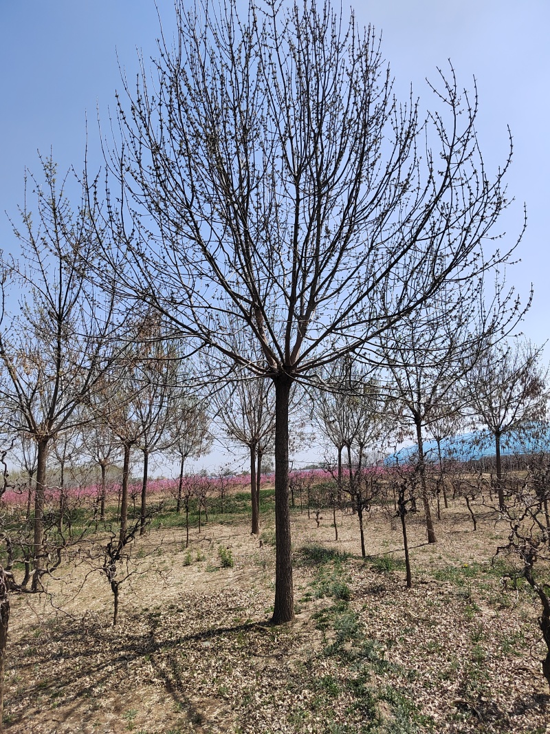 精品白蜡树18公分货源充足量大从优质量保证欢迎咨询