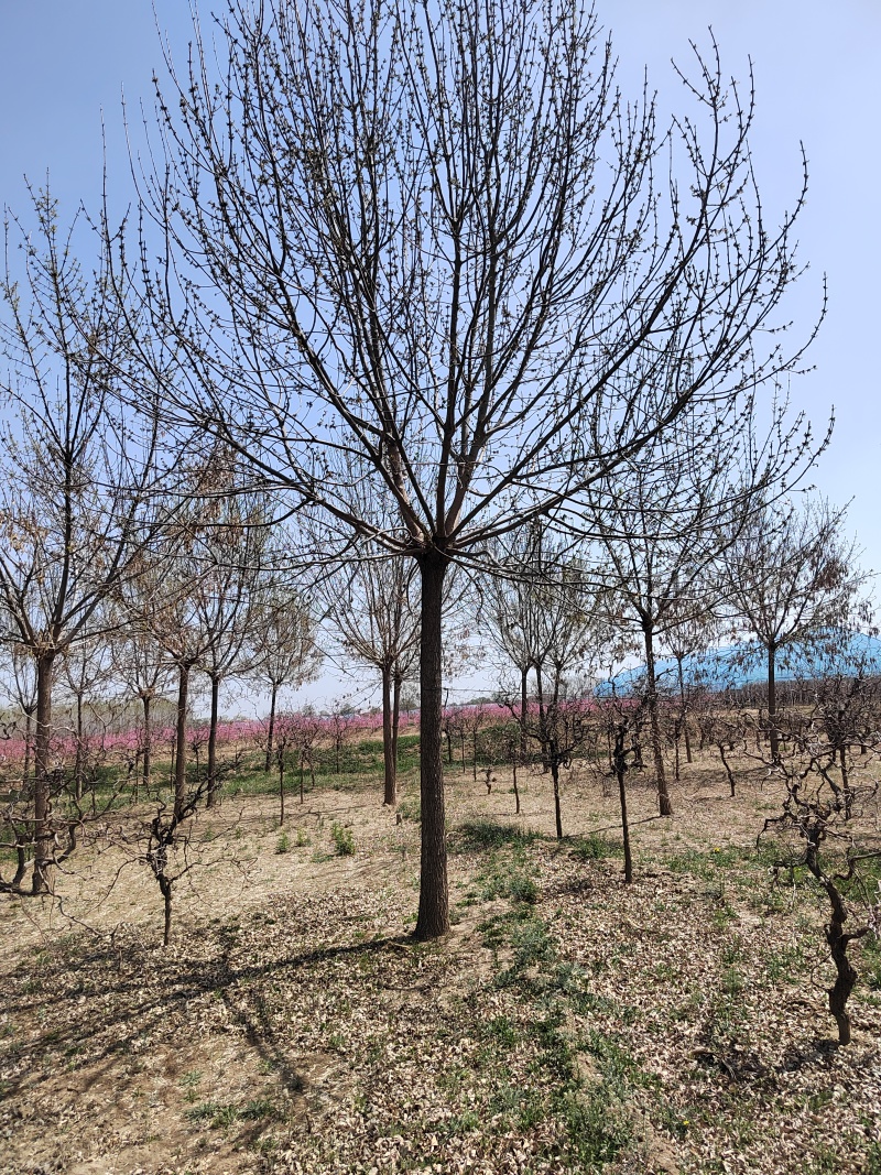 精品白蜡树18公分货源充足量大从优质量保证欢迎咨询