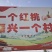 云南桃子红宝石桃弥勒早产区产地直发预计5月初上