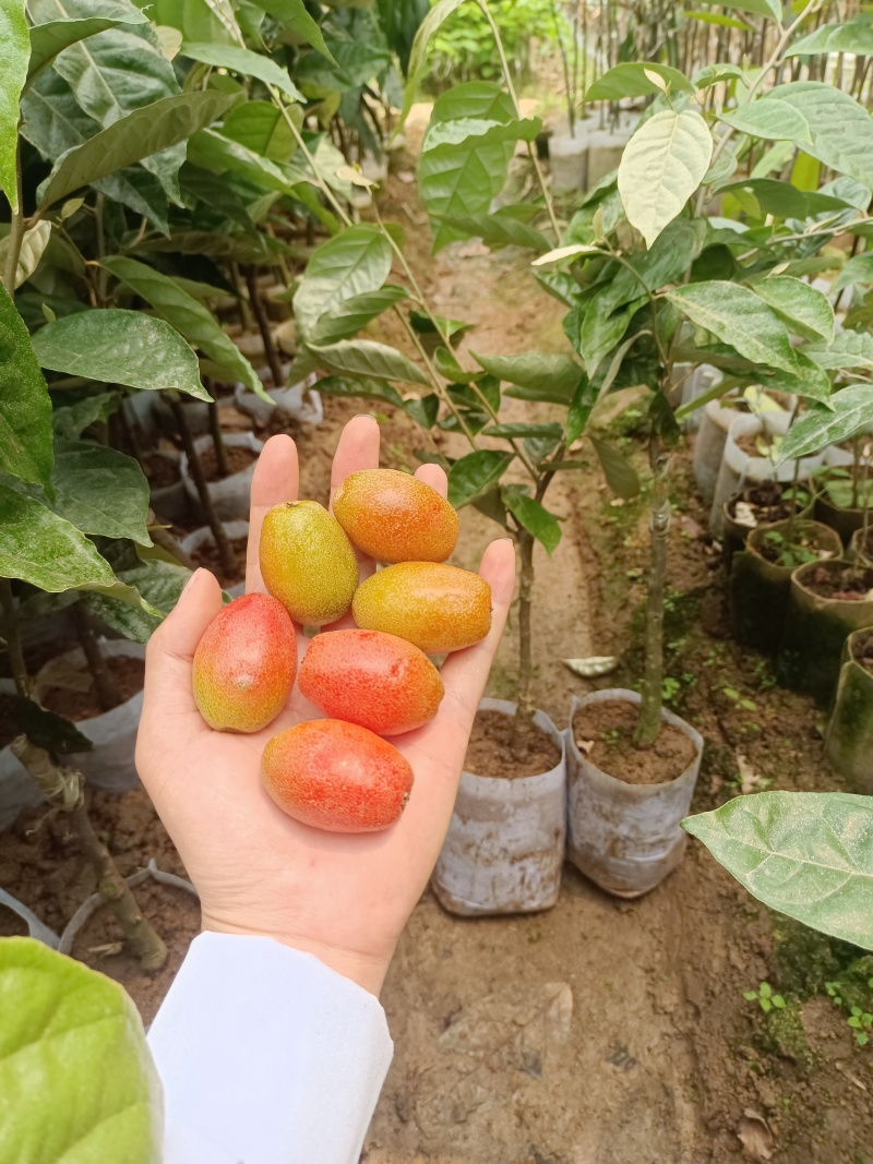 德甜2号羊奶果苗纯甜大果子品种，产量高，易管理种植四季常