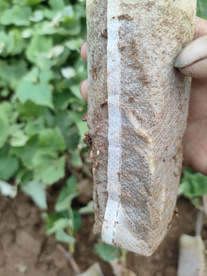 茉莉香营养袋青苗。三叶一心。纯度保证。全国发货。
