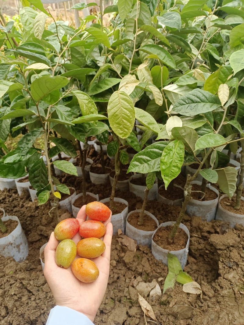 德甜2号羊奶果苗纯甜大果子品种，产量高，易管理种植四季常