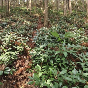 露天育苗基地，两年龄草珊瑚籽育苗。