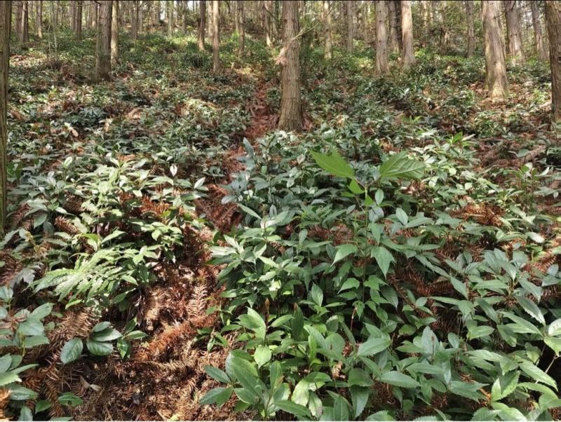 露天育苗基地，两年龄草珊瑚籽育苗。