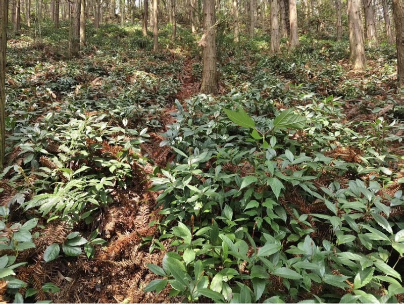 露天育苗基地，两年龄草珊瑚籽育苗。