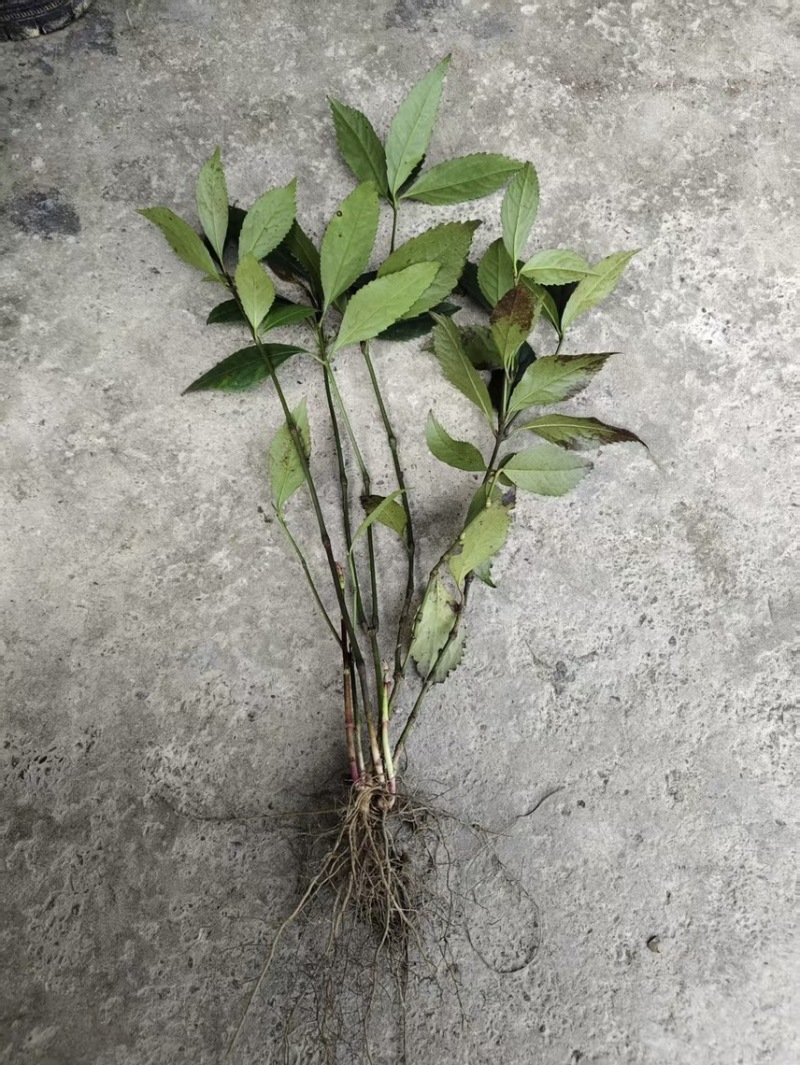露天育苗基地，两年龄草珊瑚籽育苗。
