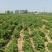 艾草苗0.09元（一手货源）自产自销量大价优欢迎来电洽谈合作