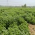 艾草苗0.09元（一手货源）自产自销量大价优欢迎来电洽谈合作