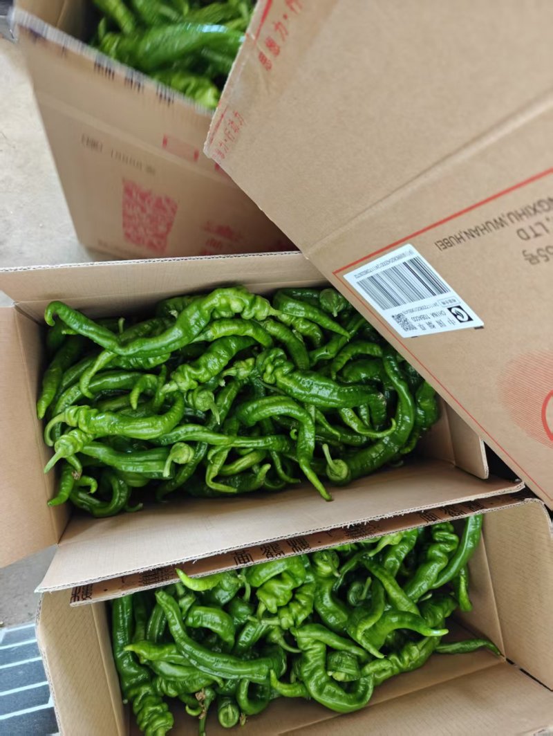 陕西定边新苗精品薄皮螺丝椒适合市场餐饮及电商支持视频看货