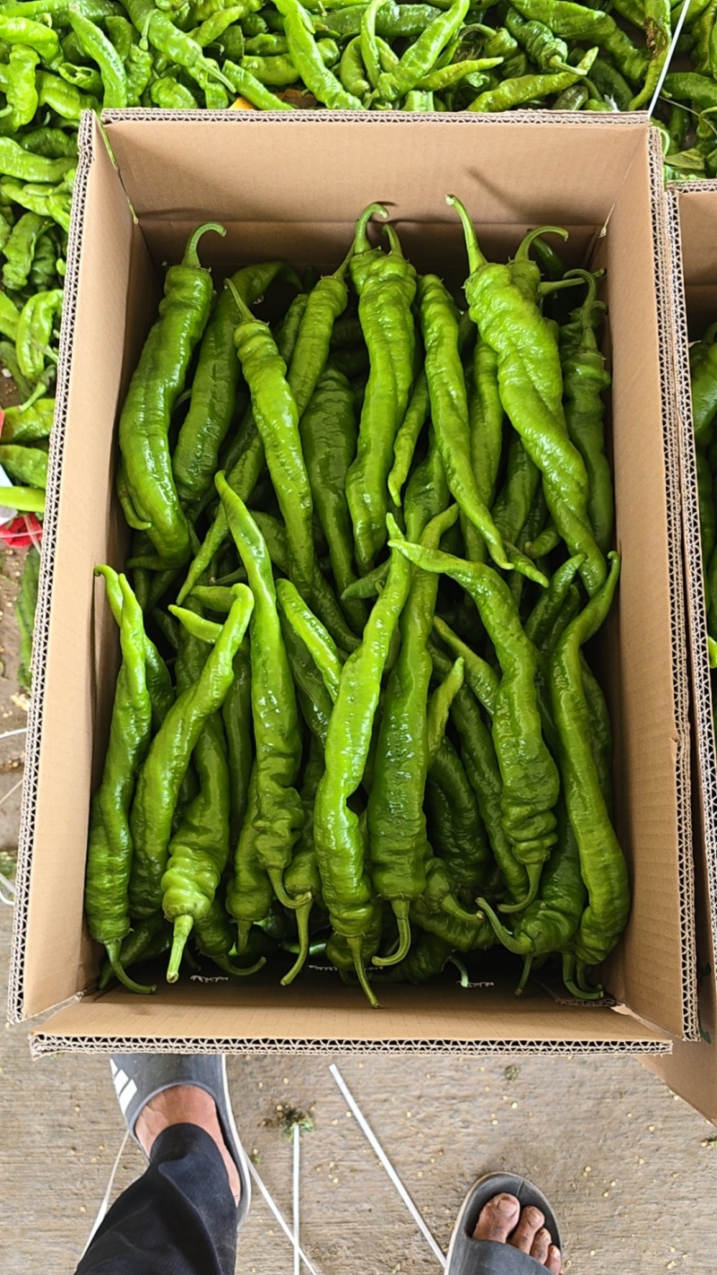 陕西定边新苗精品薄皮螺丝椒适合市场餐饮及电商支持视频看货