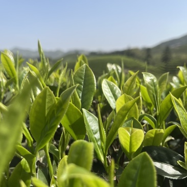 武夷岩茶厂家直销，品质保证，欢迎选购！
