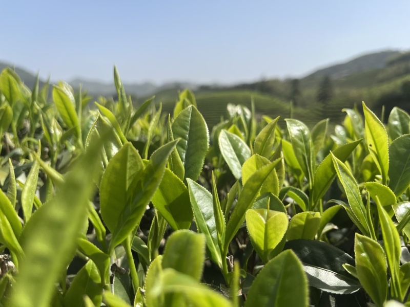 武夷岩茶厂家直销，品质保证，欢迎选购！