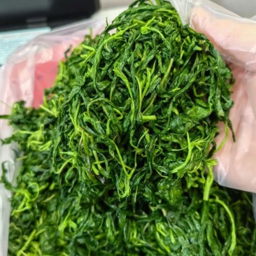 潮汕咸麻叶脱水麻叶产货源充足潮汕特产潮汕大排档名菜