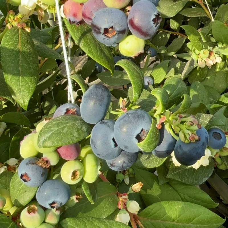 云南澄江抚仙湖花香蓝莓代办代包装稳定货源