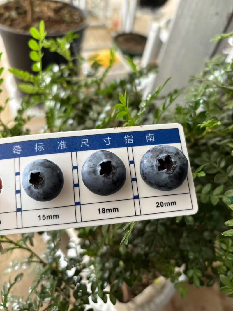 云南澄江抚仙湖花香蓝莓代办代包装稳定货源