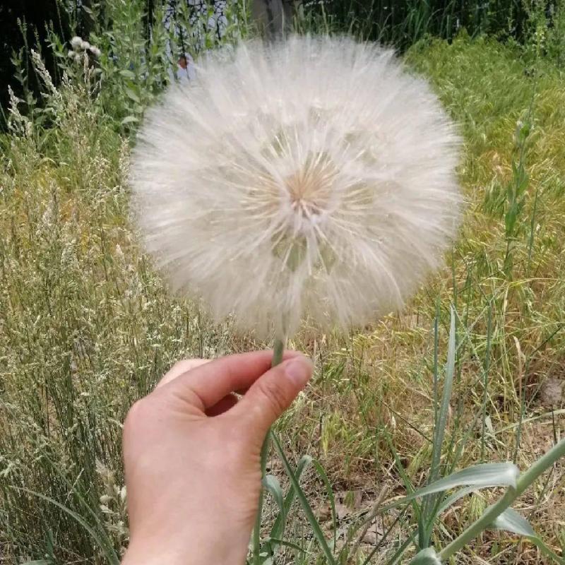 婆罗门参种子超大巨型蒲公英小清新阳台盆栽切花花卉籽