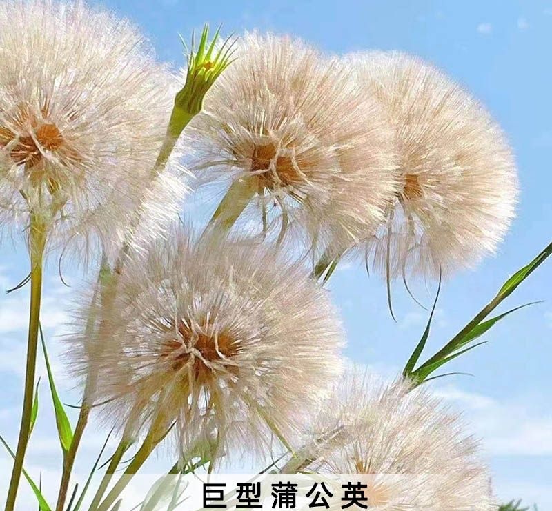 婆罗门参种子超大巨型蒲公英小清新阳台盆栽切花花卉籽