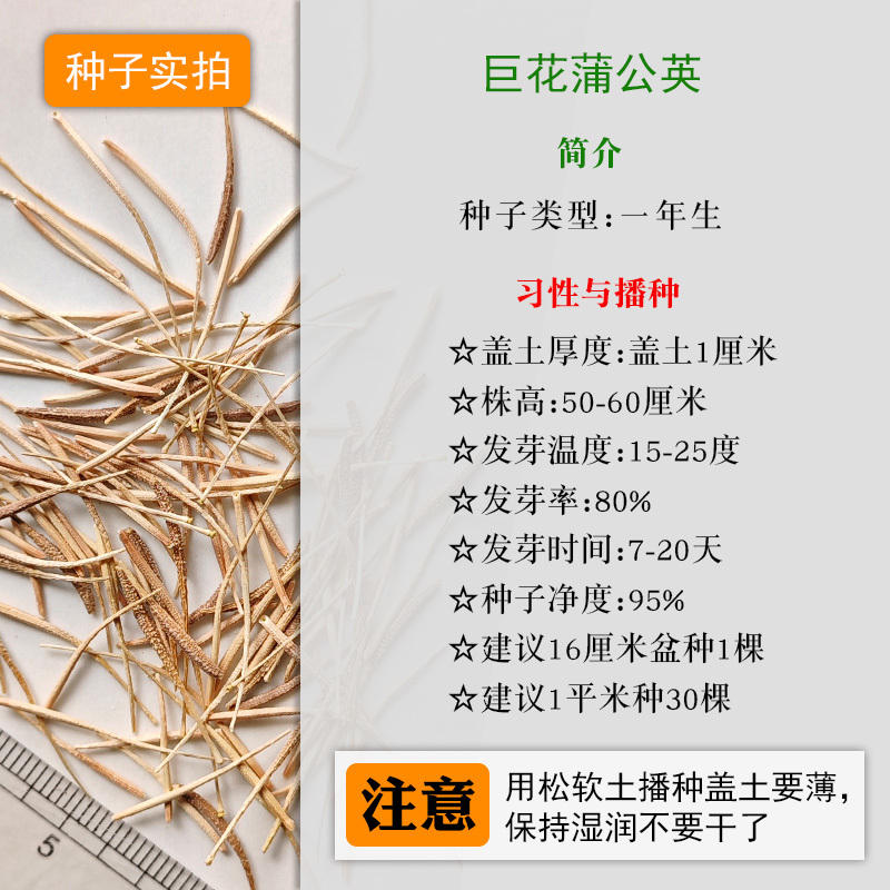 婆罗门参种子超大巨型蒲公英小清新阳台盆栽切花花卉籽